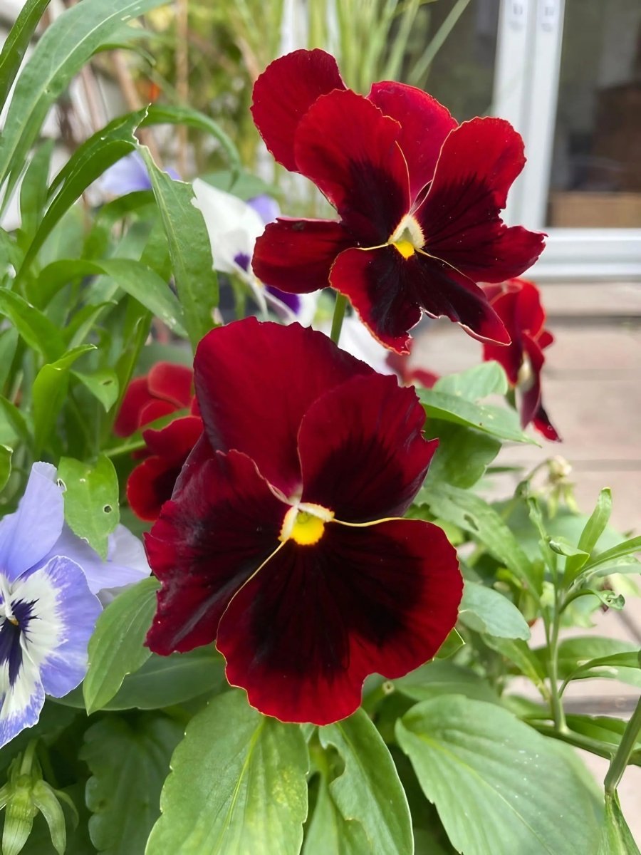 Viola Cornuta Large Flower Mix Seeds - Dandys Landscape Supplies