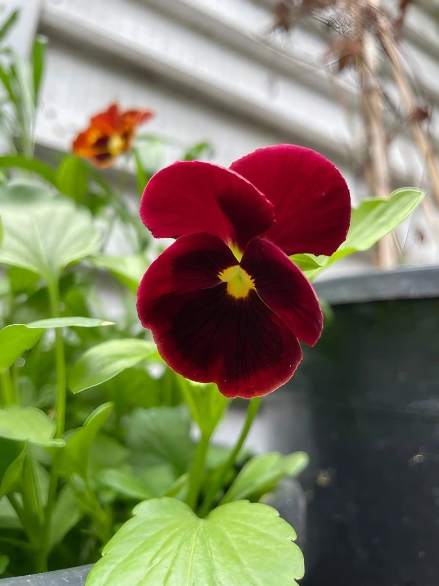Viola Cornuta Large Flower Mix Seeds - Dandys Landscape Supplies