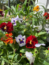 Viola Cornuta Large Flower Mix Seeds - Dandys Landscape Supplies