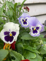 Viola Cornuta Large Flower Mix Seeds - Dandys Landscape Supplies