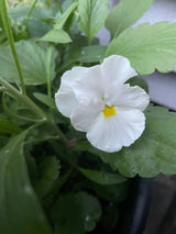Viola Cornuta Large Flower Mix Seeds - Dandys Landscape Supplies