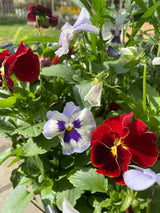 Viola Cornuta Large Flower Mix Seeds - Dandys Landscape Supplies