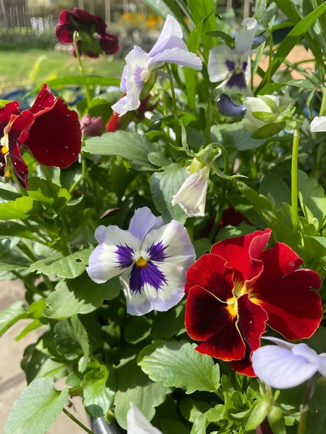 Viola Cornuta Large Flower Mix Seeds - Dandys Landscape Supplies