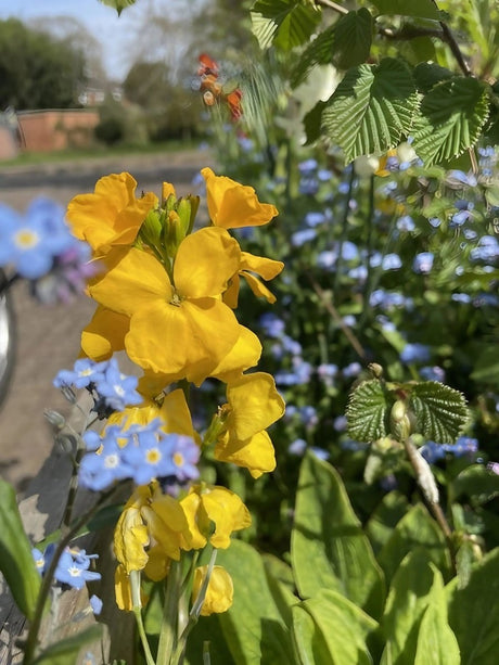 Wallflower Cloth of Gold - Dandys Landscape Supplies