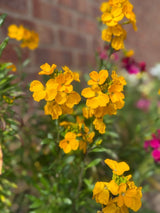 Wallflower Cloth of Gold - Dandys Landscape Supplies