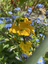 Wallflower Cloth of Gold - Dandys Landscape Supplies