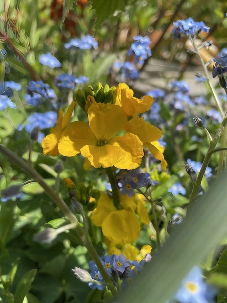 Wallflower Cloth of Gold - Dandys Landscape Supplies