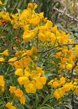 Wallflower Cloth of Gold - Dandys Landscape Supplies