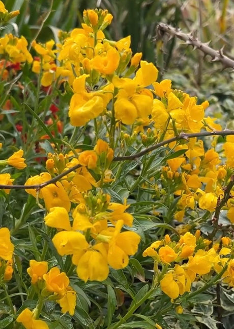 Wallflower Cloth of Gold - Dandys Landscape Supplies