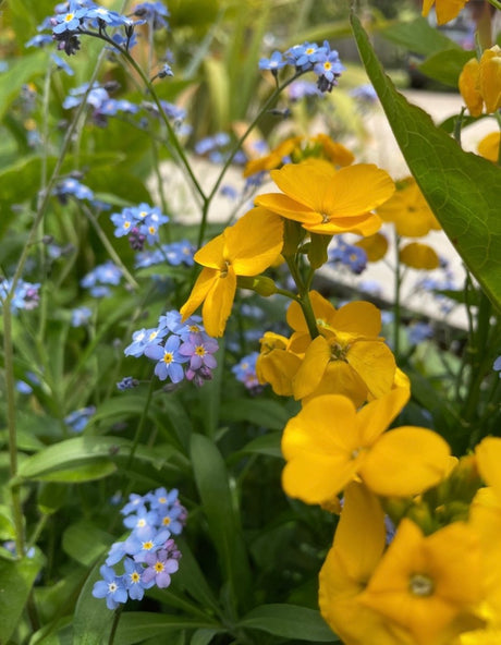 Wallflower Cloth of Gold - Dandys Landscape Supplies