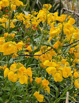 Wallflower Cloth of Gold - Dandys Landscape Supplies
