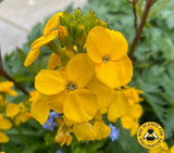 Wallflower Cloth of Gold Seeds - Dandys Landscape Supplies