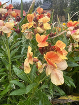 Wallflower Fair Lady Seeds - Dandys Landscape Supplies