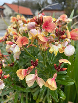 Wallflower Fair Lady Seeds - Dandys Landscape Supplies