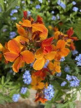 Wallflower Fire King Seeds - Dandys Landscape Supplies