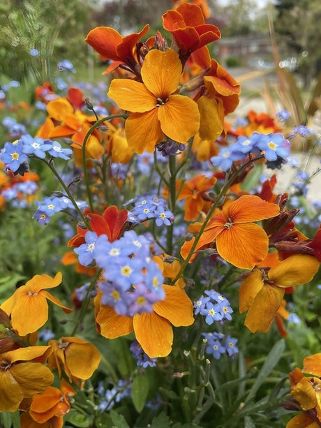 Wallflower Fire King Seeds - Dandys Landscape Supplies