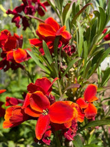 Wallflower Fire King Seeds - Dandys Landscape Supplies