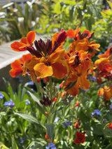 Wallflower Fire King Seeds - Dandys Landscape Supplies