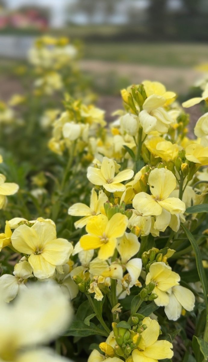 Wallflower Ivory White - Dandys Landscape Supplies