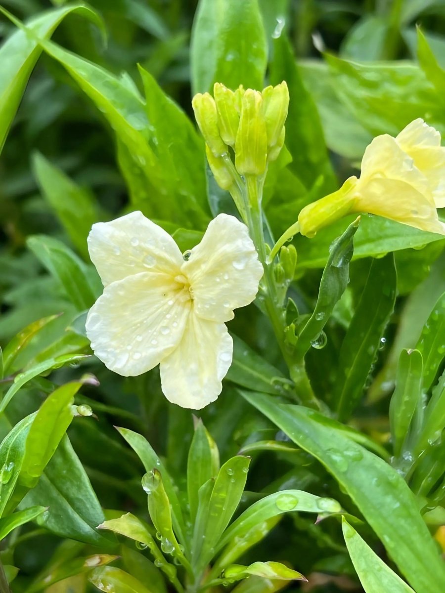 Wallflower Ivory White - Dandys Landscape Supplies