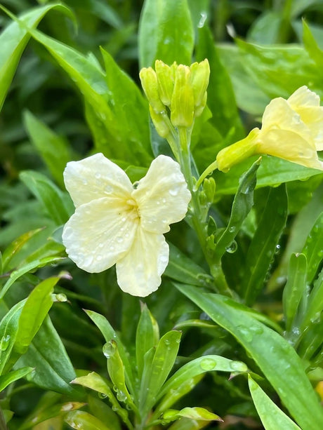 Wallflower Ivory White - Dandys Landscape Supplies