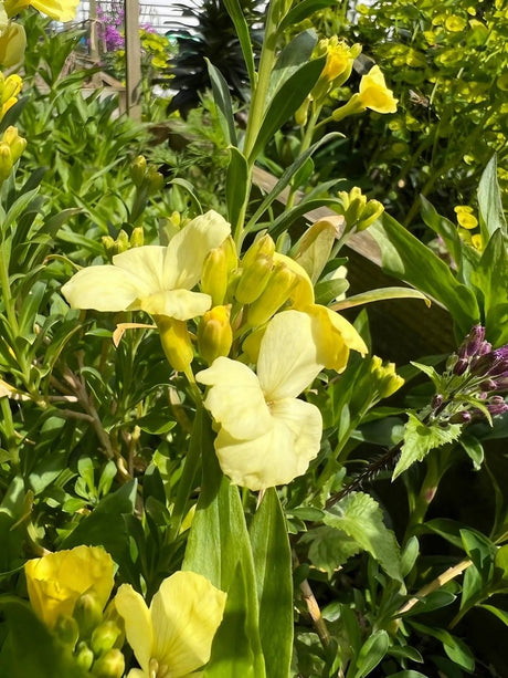 Wallflower Ivory White - Dandys Landscape Supplies