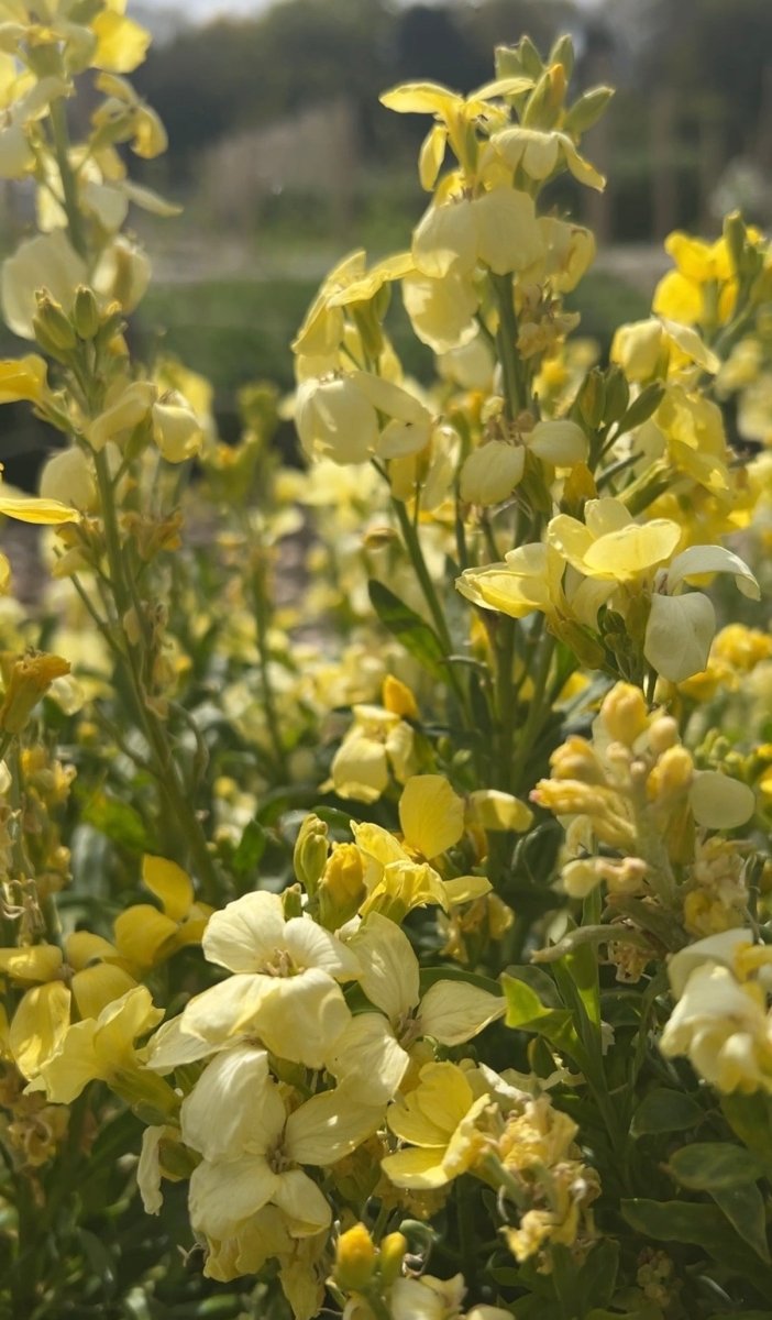 Wallflower Ivory White - Dandys Landscape Supplies