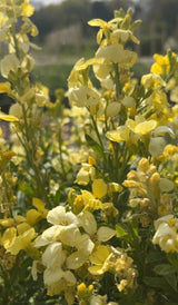 Wallflower Ivory White - Dandys Landscape Supplies