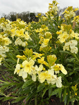 Wallflower Ivory White - Dandys Landscape Supplies