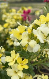 Wallflower Ivory White - Dandys Landscape Supplies
