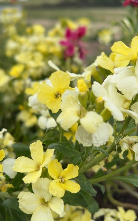 Wallflower Ivory White - Dandys Landscape Supplies