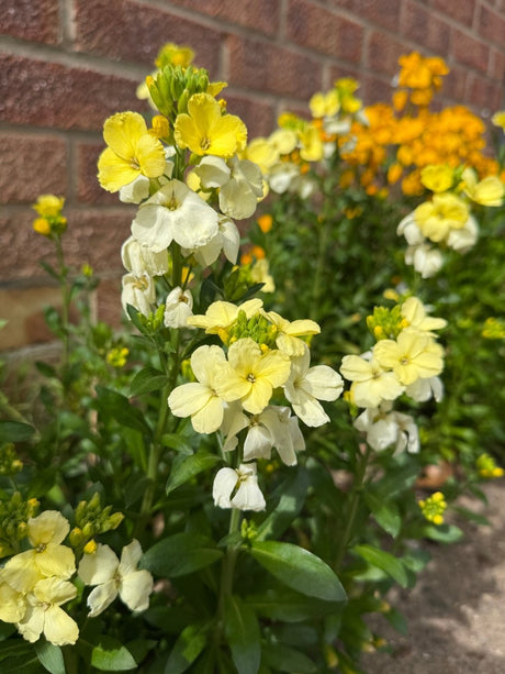 Wallflower Ivory White - Dandys Landscape Supplies