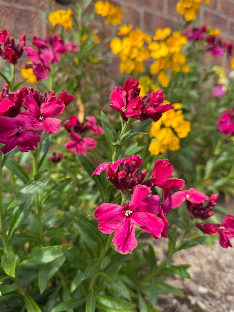 Wallflower Ruby Gem - Dandys Landscape Supplies