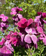Wallflower Ruby Gem - Dandys Landscape Supplies