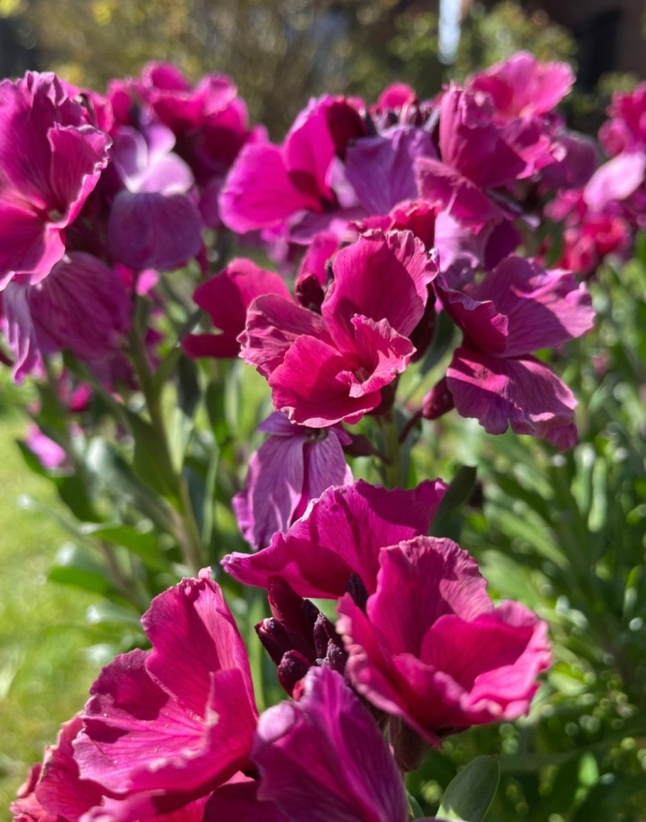 Wallflower Ruby Gem - Dandys Landscape Supplies