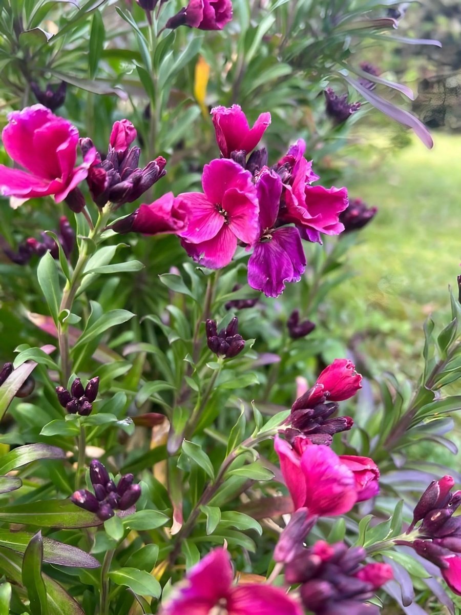 Wallflower Ruby Gem - Dandys Landscape Supplies