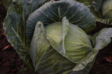 White Cabbage Plug Plants - "Grow Your Own" Vegetables **Letterbox Friendly** - Dandys Landscape Supplies