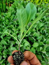 White Cabbage Plug Plants - "Grow Your Own" Vegetables **Letterbox Friendly** - Dandys Landscape Supplies