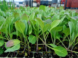 White Cabbage Plug Plants - "Grow Your Own" Vegetables **Letterbox Friendly** - Dandys Landscape Supplies