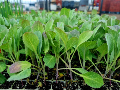 White Cabbage Plug Plants - "Grow Your Own" Vegetables **Letterbox Friendly** - Dandys Landscape Supplies