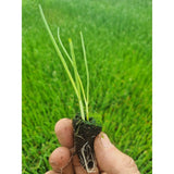 White Onion Plug Plants "Grow Your Own" Vegetables **Letterbox Friendly** - Dandys Landscape Supplies