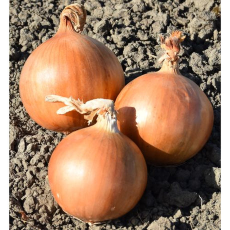 White Onion Plug Plants "Grow Your Own" Vegetables **Letterbox Friendly** - Dandys Landscape Supplies