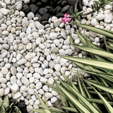 WhiteMarblePebbles20-40mm 