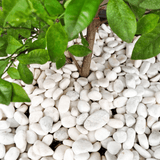 WhiteMarblePebbles20-40mm 