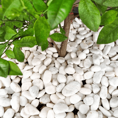 WhiteMarblePebbles20-40mm 
