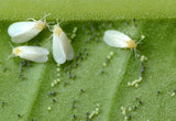 Whitefly Control - Encarsia - Dandys Landscape Supplies