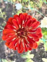 Zinnia Giants of California Seeds - Dandys Landscape Supplies