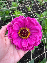 Zinnia Giants of California Seeds - Dandys Landscape Supplies