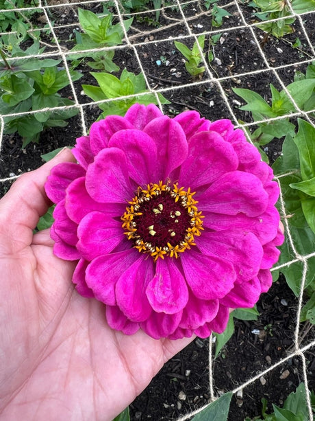 Zinnia Giants of California Seeds - Dandys Landscape Supplies