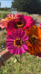 Zinnia Giants of California Seeds - Dandys Landscape Supplies